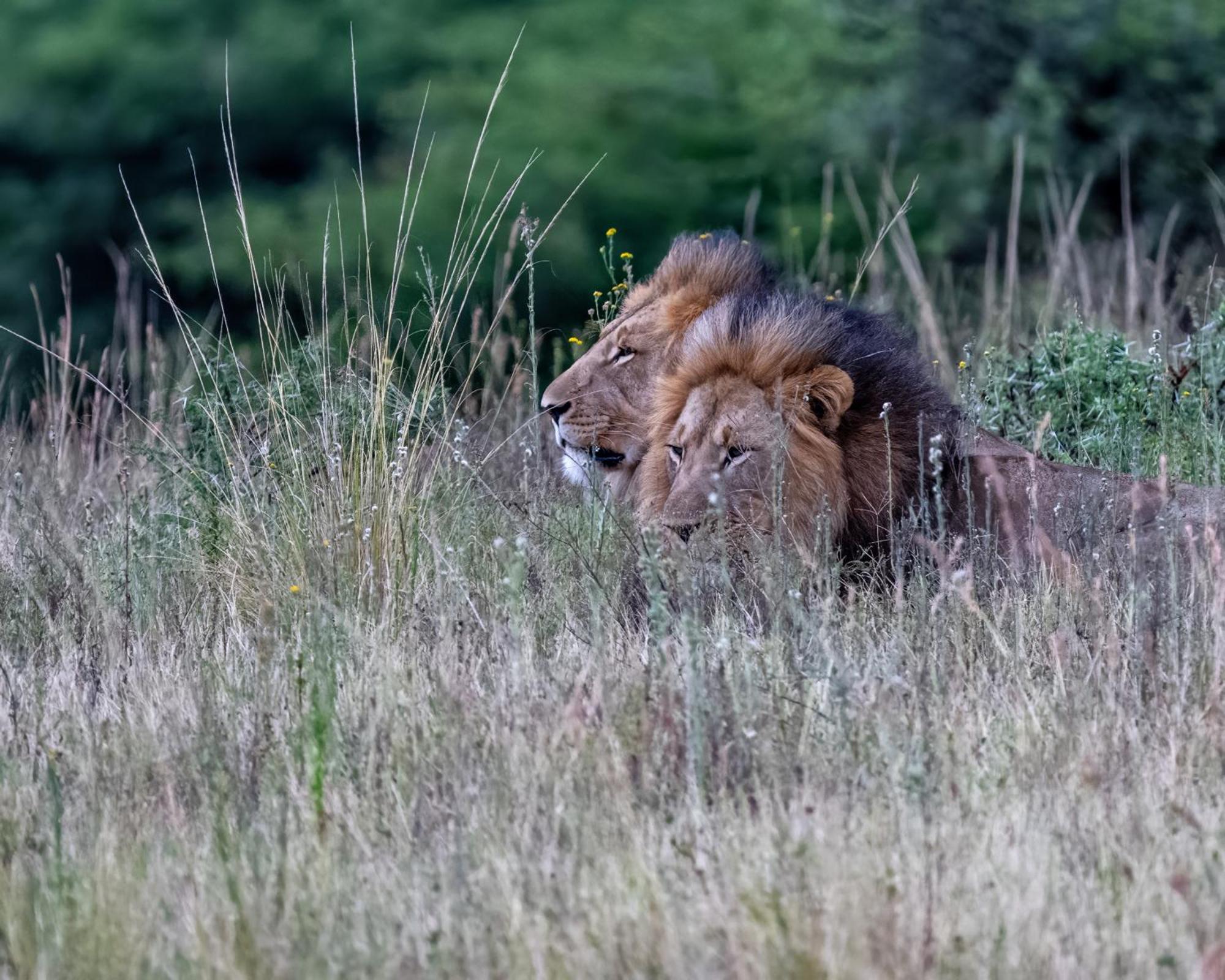 Zulu Rock Lodge - Babanango Game Reserve Ulundi Ngoại thất bức ảnh